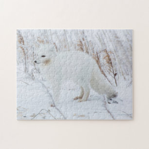 Arctic Fox Jigsaw Puzzle