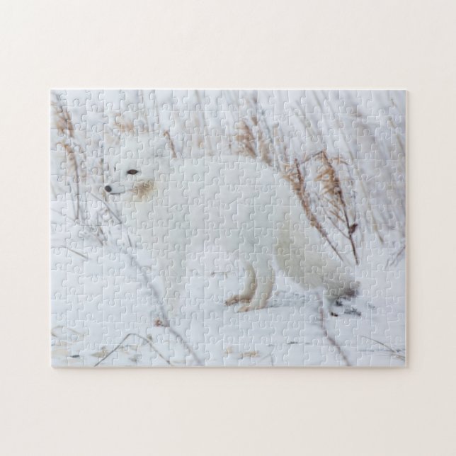 Arctic Fox Jigsaw Puzzle (Horizontal)
