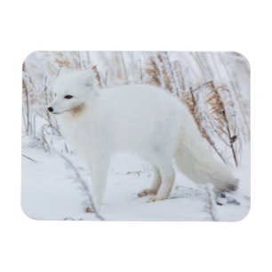 Arctic Fox Magnet