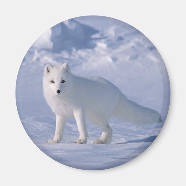 Arctic Fox Magnet (Front)