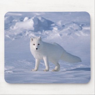 Arctic Fox Mouse Pad