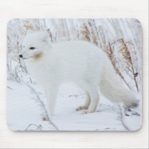 Arctic Fox Mouse Pad