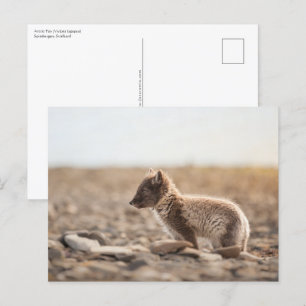 Arctic Fox Nature Photo Postcard