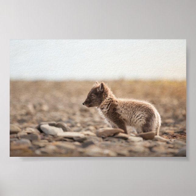 Arctic Fox Nature Photo Poster (Front)
