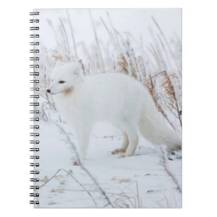 Arctic Fox Notebook