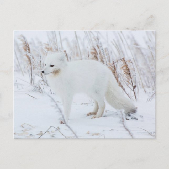 Arctic Fox Postcard (Front)