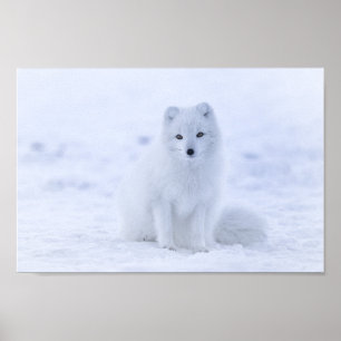 Arctic Fox Poster