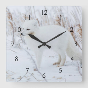 Arctic Fox Square Wall Clock