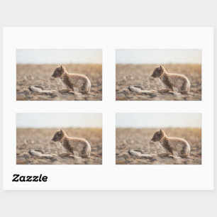 Arctic Fox Sticker