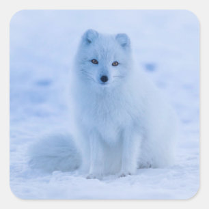 arctic fox stickers