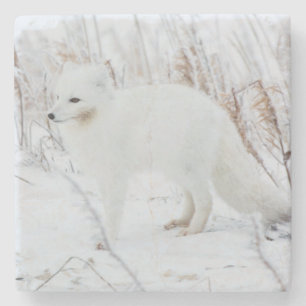 Arctic Fox Stone Coaster