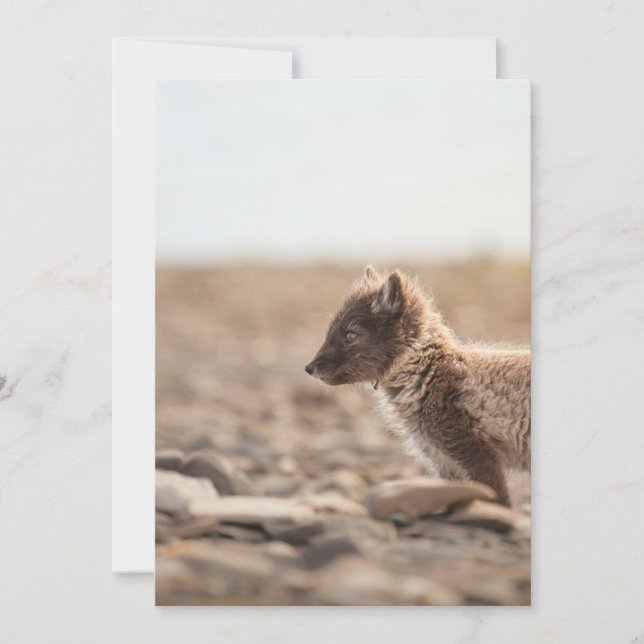 Arctic Fox, Svalbard Card (Front)