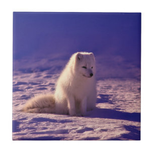 Arctic Fox Tile