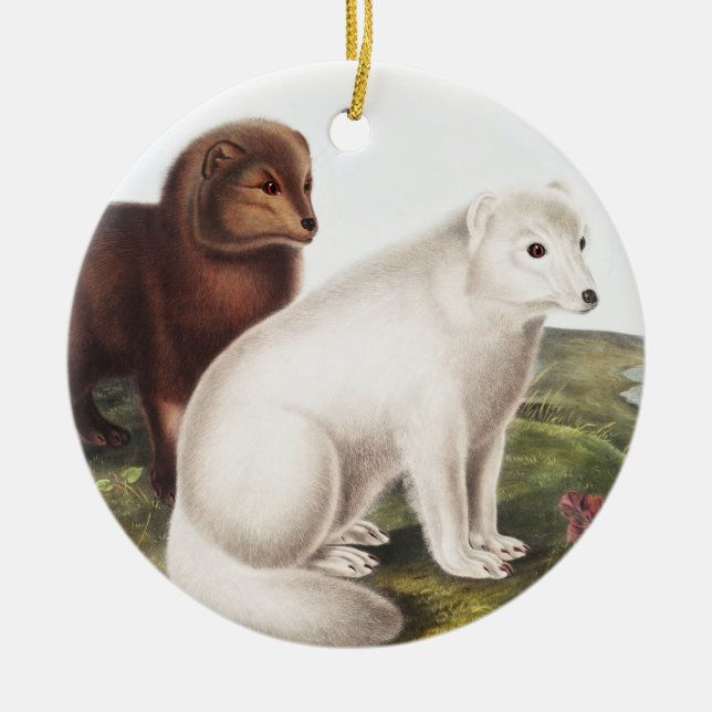 Arctic Fox (Vulpes lagopus) Illustration Ceramic Ornament (Front)