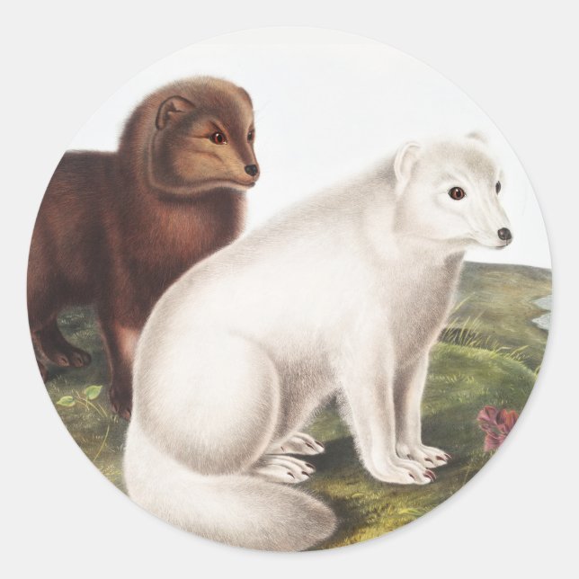 Arctic Fox (Vulpes lagopus) Illustration Classic Round Sticker (Front)