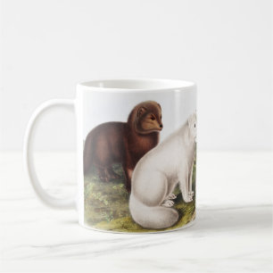 Arctic Fox (Vulpes lagopus) Illustration Coffee Mug