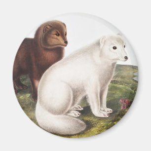 Arctic Fox (Vulpes lagopus) Illustration Magnet