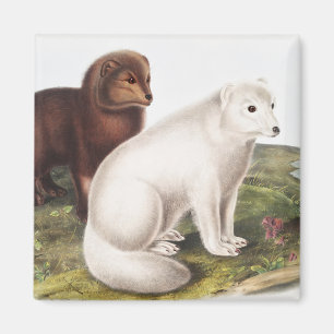 Arctic Fox (Vulpes lagopus) Illustration Magnet