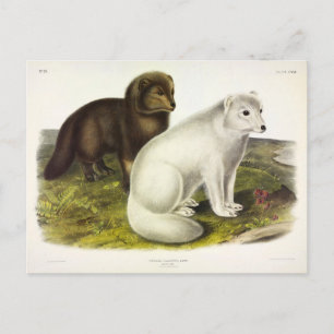 Arctic Fox (White Fox, Polar Fox, Snow Fox) Postcard