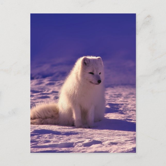 Arctic Fox Winter Snow Landscape Postcard (Front)