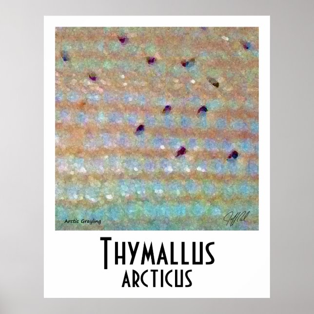 Arctic Grayling Poster (Front)