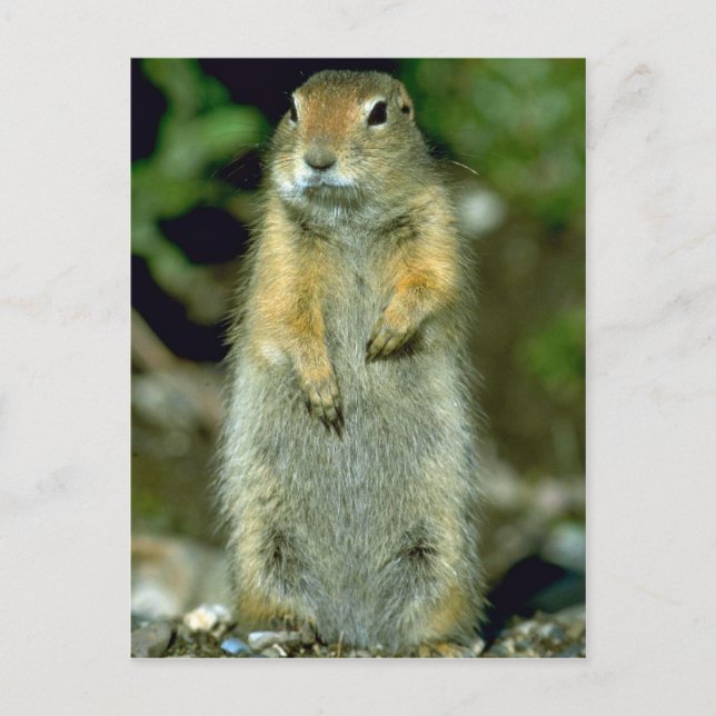 Arctic Ground Squirrel Postcard (Front)