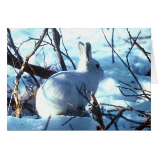 Arctic Hare