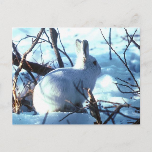Arctic Hare Postcard (Front)
