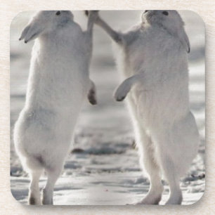 arctic hare rabbit bunny animal winter frozen snow coaster