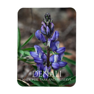 Arctic Lupine, Denali National Park, Alaska Magnet