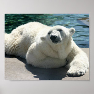 Arctic Polar Bear Poster Print