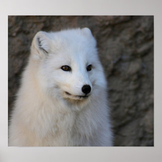 Arctic Portraits Poster