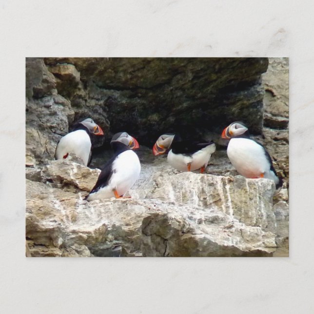Arctic Puffins in Svalbard Postcard (Front)