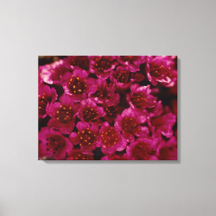Arctic Purple Saxifrage Flower Photo Designed Canvas Print