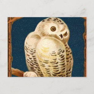 Arctic Snowy Owl Bird - First Day Of Winter Postcard