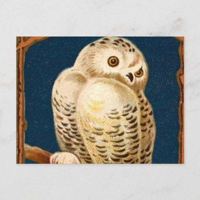 Arctic Snowy Owl Bird - First Day Of Winter Postcard (Front)