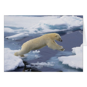 Arctic, Svalbard, Polar Bear extending