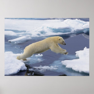 Arctic, Svalbard, Polar Bear extending and Poster