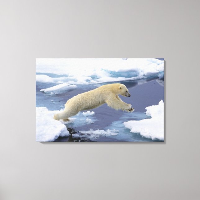 Arctic, Svalbard, Polar Bear extending Canvas Print (Front)