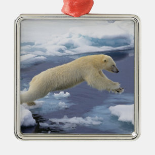 Arctic, Svalbard, Polar Bear extending Metal Ornament