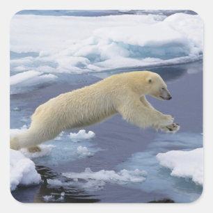 Arctic, Svalbard, Polar Bear extending Square Sticker