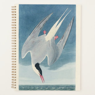 Arctic Tern Audubon Bird Wildlife Artwork