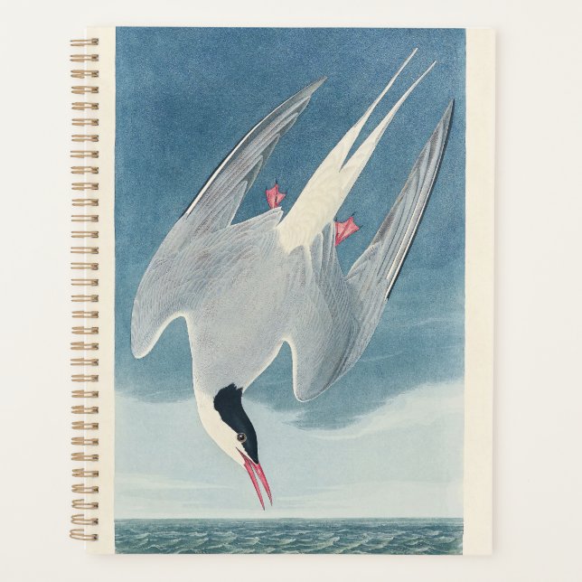 Arctic Tern Audubon Bird Wildlife Artwork (Devant)