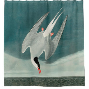 Arctic Tern Audubon Bird Wildlife Painting