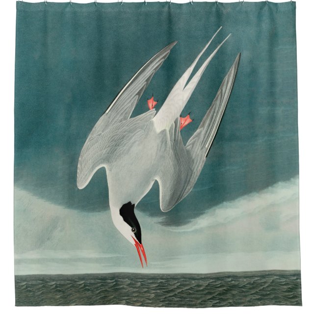 Arctic Tern Audubon Bird Wildlife Painting (Front)