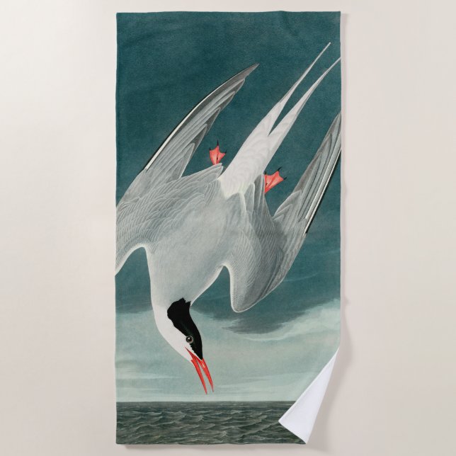 Arctic Tern Audubon Bird Wildlife Painting Beach Towel (Front)