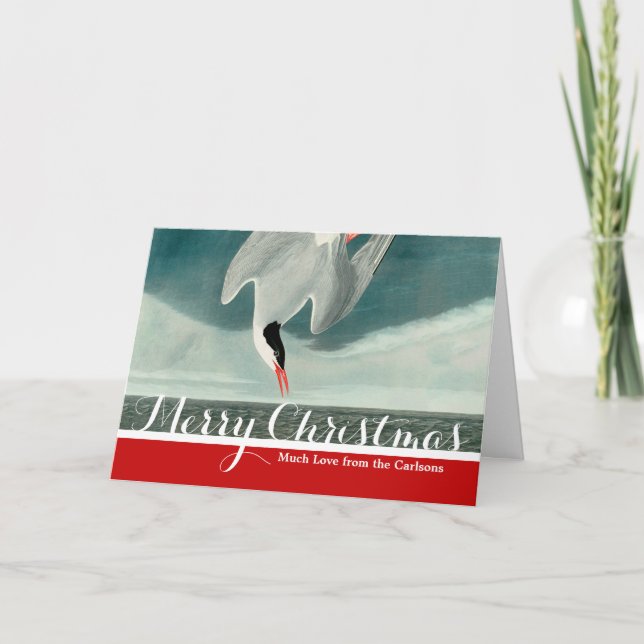 Arctic Tern Audubon Bird Wildlife Painting Holiday Card (Front)