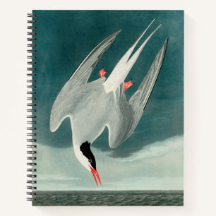 Arctic Tern Audubon Bird Wildlife Painting Notebook