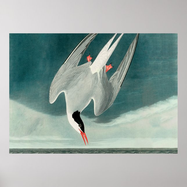 Arctic Tern Audubon Bird Wildlife Painting Poster (Front)