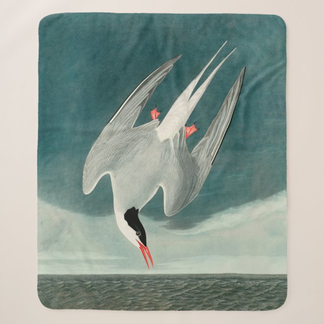Arctic Tern Audubon Bird Wildlife Painting Sherpa Blanket (Front)